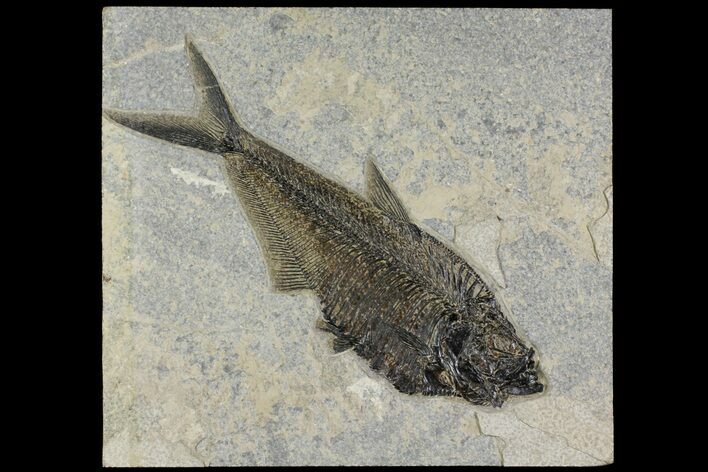 Detailed Fossil Fish (Diplomystus) - Wyoming #158561